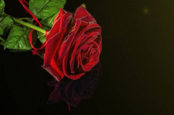 One red rose on a black background. copy space
