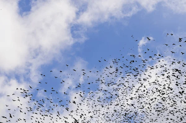 Silhouetten von Krähen auf blauem Himmel Hintergrund mit Wolken — Stockfoto