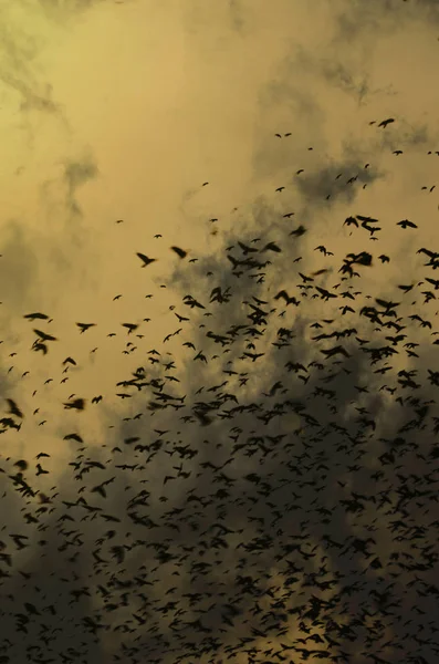 Σιλουέτες των κοράκων στον δραματικό ουρανό φόντο με σύννεφα — Φωτογραφία Αρχείου