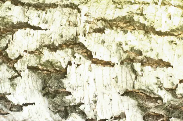 Fundo natural de casca de vidoeiro com textura de vidoeiro natural — Fotografia de Stock