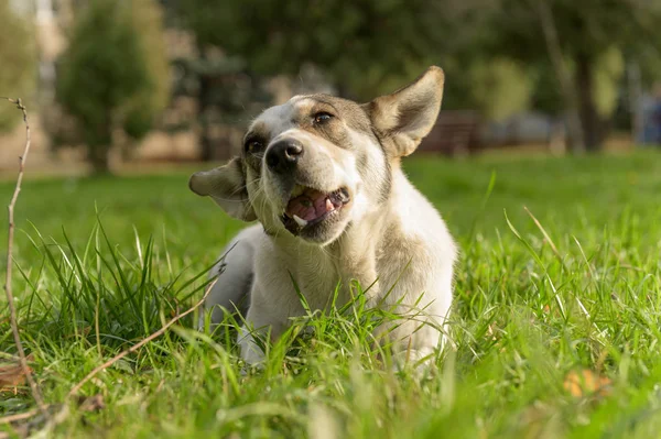 Köpek yerde yatar ve otların üzerinde yer.