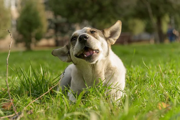 Hunden Ligger Och Äter Gräset — Stockfoto
