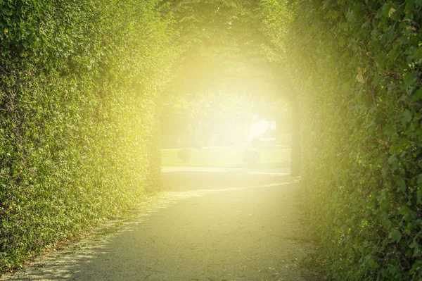 green tunnel of trees with light at the end