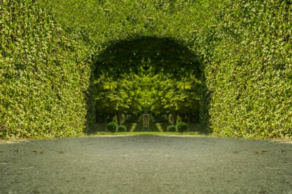 Zelený tunel stromů v parku — Stock fotografie