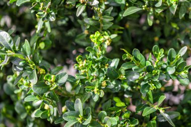 Taze ve yeşil yapraklar. Doğal arkaplan.