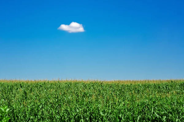 Petit Nuage Sur Champ Vert Contre Ciel Bleu — Photo