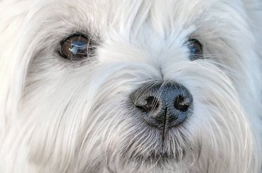 Beyaz köpeğin portresi.. 