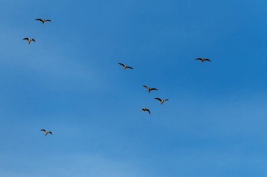 Mavi gökyüzündeki martılar