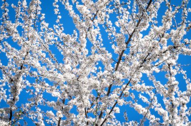 Mavi gökyüzünün arka planında çiçek açan bir ağacın dalları