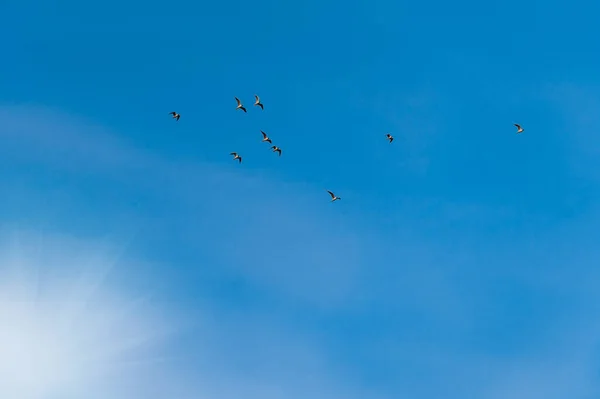 Möwen Blauen Himmel — Stockfoto