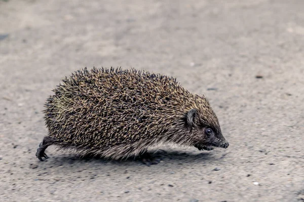 Riccio Che Corre Asfalto Riccio Animale Sul Marciapiede — Foto Stock