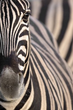 beautiful wild zebra clipart