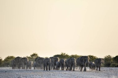 Afrika vahşi filler