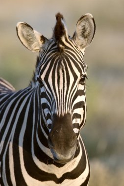 güzel vahşi zebra