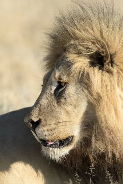 Mężczyzna lew dla dorosłych — Zdjęcie stockowe