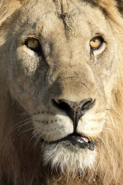 Erkek yetişkin aslan — Stok fotoğraf