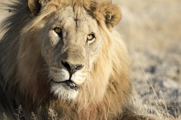 male adult lion