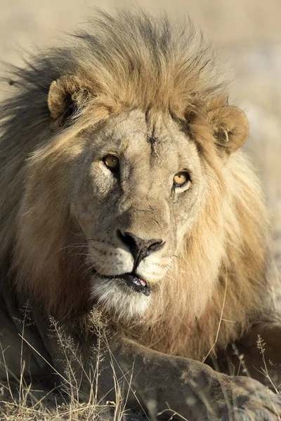 erkek yetişkin aslan
