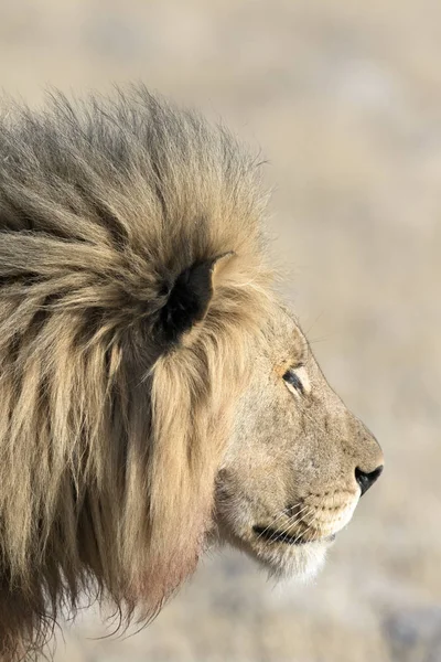 Mężczyzna lew dla dorosłych — Zdjęcie stockowe