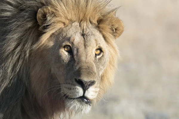 Erkek yetişkin aslan — Stok fotoğraf