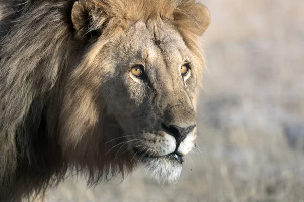 León adulto macho — Foto de Stock