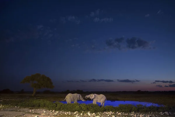 Afrikaanse wilde olifanten in de nacht — Stockfoto