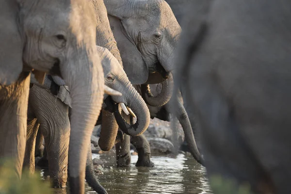 Éléphants sauvages d'Afrique — Photo