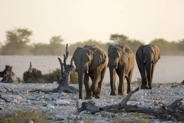 Afrikanska vilda elefanter — Stockfoto