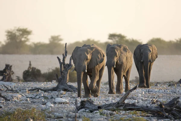 Elefanti selvatici africani — Foto Stock