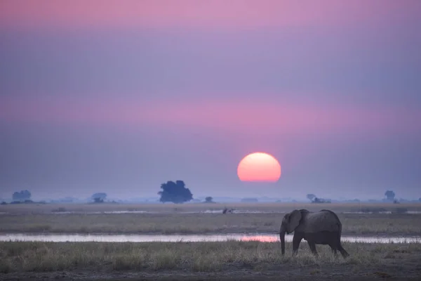 Vilda längs elefant — Stockfoto