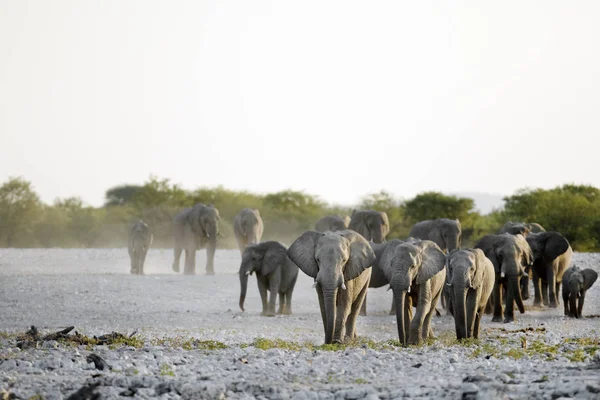 Éléphants sauvages d'Afrique — Photo