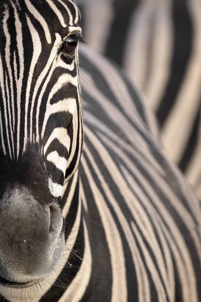 Дикая зебра — стоковое фото