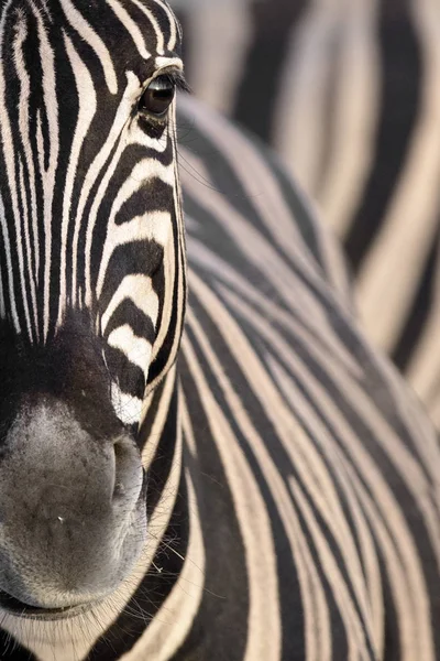 Krásná Divoká zebra — Stock fotografie