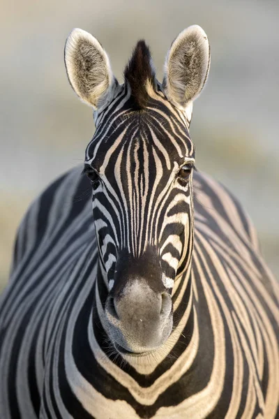 Mooie wild zebra — Stockfoto