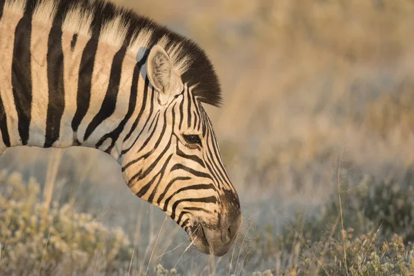 Schöne wilde Zebras — Stockfoto