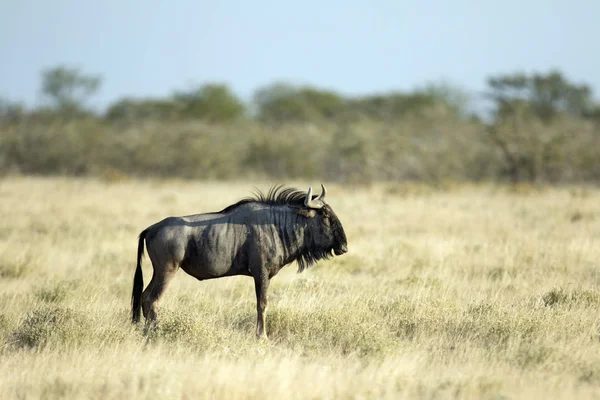 Antilope selvatica nel parco nazionale — Foto Stock