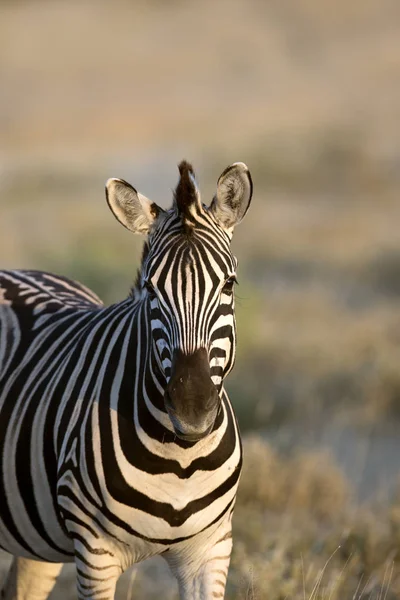 Beautiful wild zebra — Stock Photo, Image