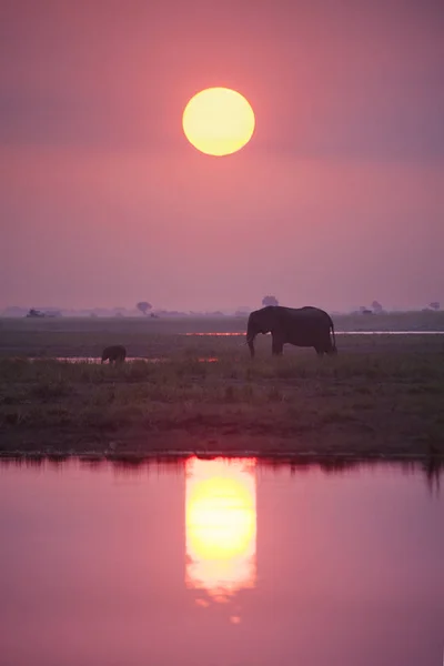 Vilda längs elefant — Stockfoto