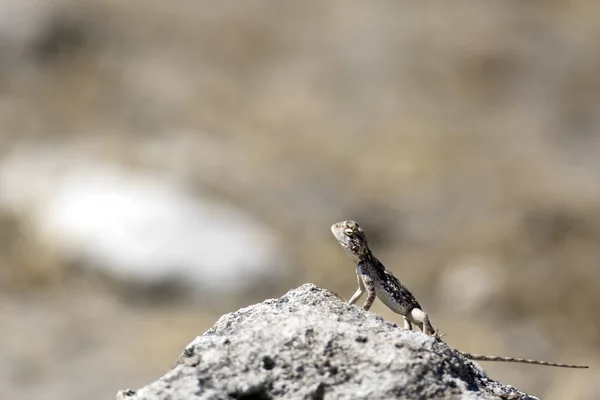 Lagarto selvagem na rocha — Fotografia de Stock