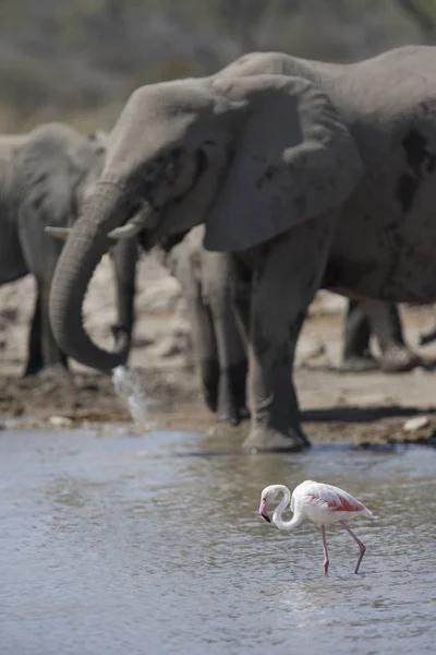 Afrikanische Wildelefanten — Stockfoto