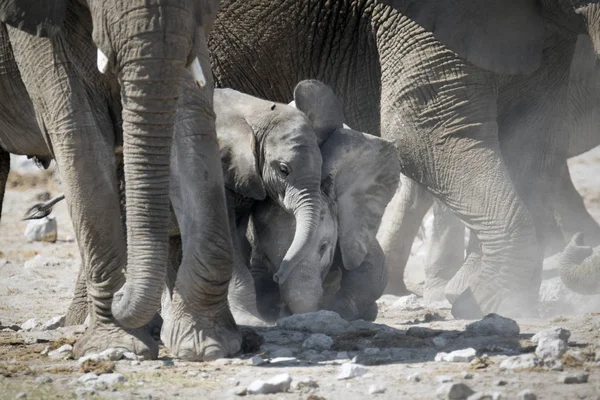 Elefantes salvajes africanos — Foto de Stock