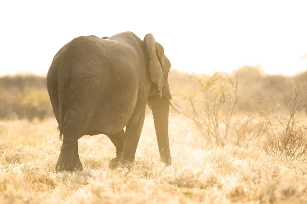 Wild langs olifant — Stockfoto