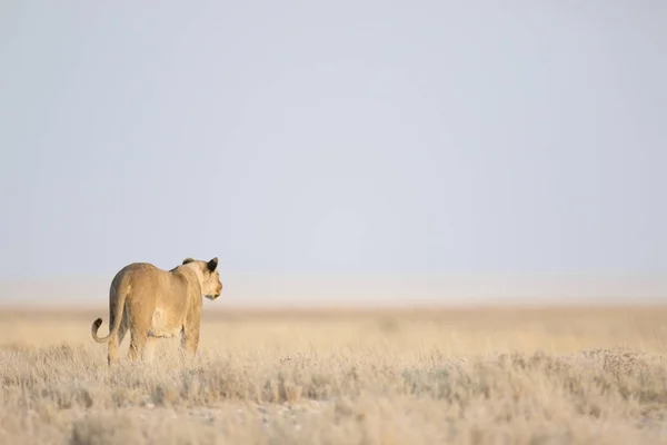 Dorosły lew w savannah — Zdjęcie stockowe