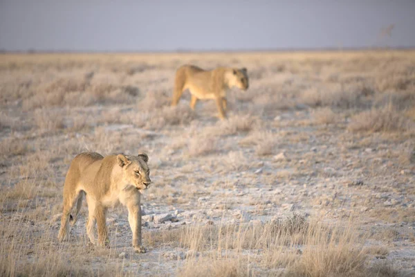 Adult lions in savannah — Stock Photo, Image