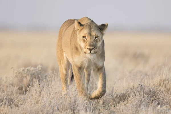 Adult lion in savannah — Stock Photo, Image