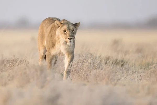 Adult lion in savannah — Stock Photo, Image