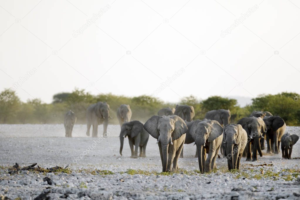 african wild elephants