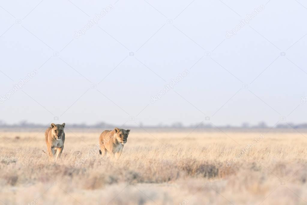 adult lions in savannah