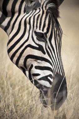 güzel vahşi zebra
