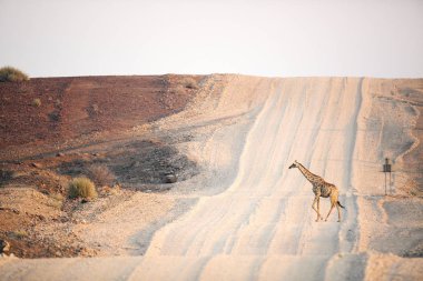 Wild Giraffe in Africa  clipart